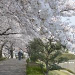 ［６］家の近くにもあるかもしれない、隠れた桜の名所！！