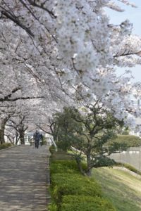 ［６］家の近くにもあるかもしれない、隠れた桜の名所！！