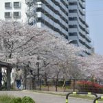 ［６］４月、桜の咲く季節のイメージは？