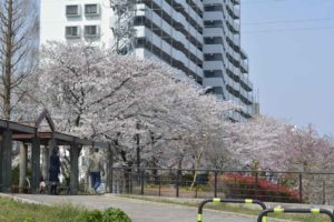 ［６］４月、桜の咲く季節のイメージは？