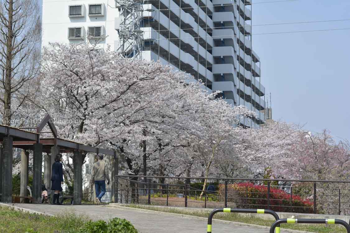 ［６］４月、桜の咲く季節のイメージは？