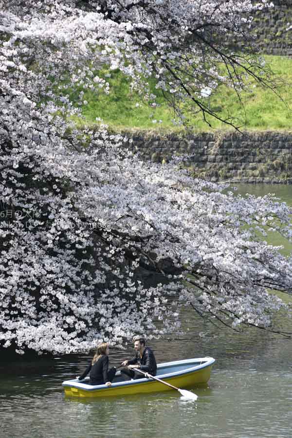 ［６］千鳥ヶ淵の桜を見ながらボートデート！