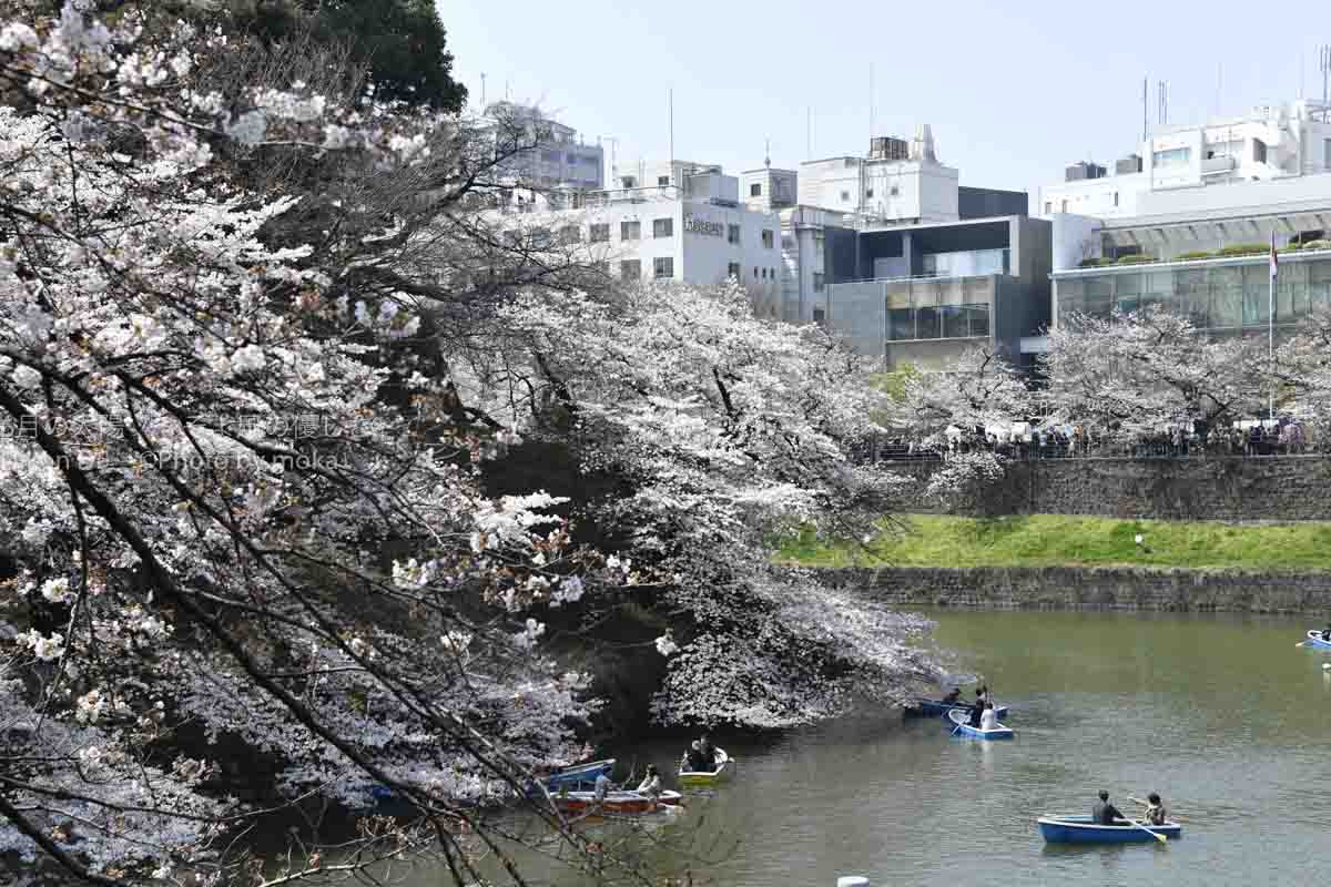 ［６］満開の千鳥ヶ淵の桜をボートから鑑賞！！