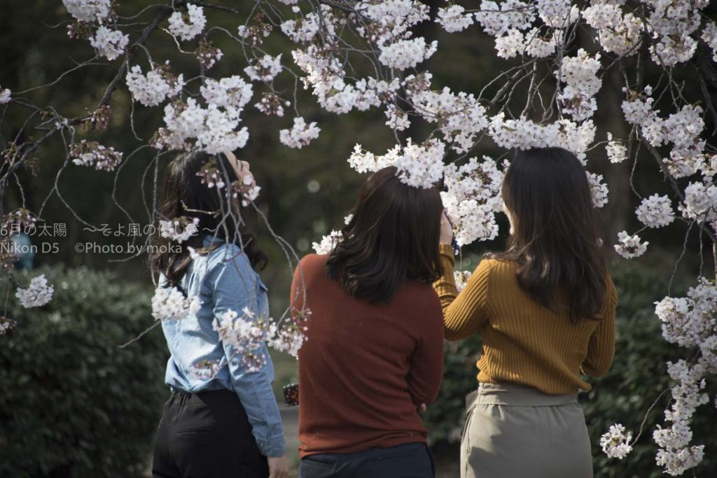 ［６］人々を笑顔にする春と桜の花！！