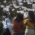 ［６］人々を笑顔にする春と桜の花！！