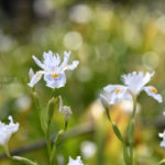 ［６］桜の樹の下で、隠れるように咲くシャガの花