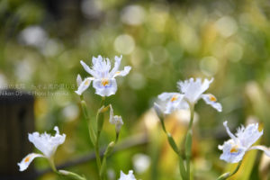 ［６］桜の樹の下で、隠れるように咲くシャガの花