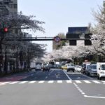 ［６］靖国神社と靖国通りの桜