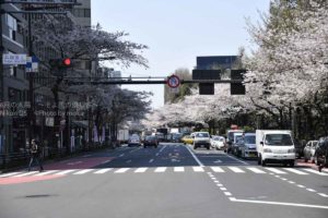 ［６］靖国神社と靖国通りの桜