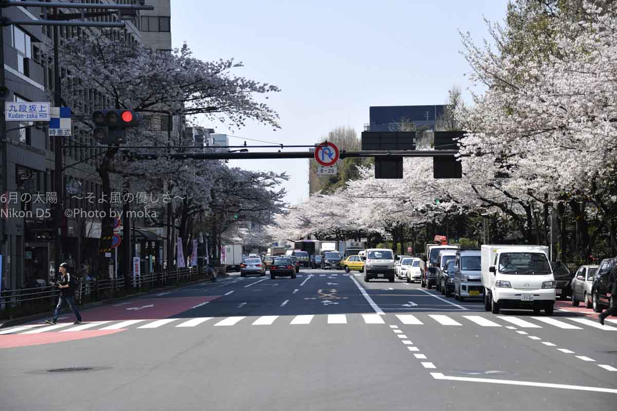 ［６］靖国神社と靖国通りの桜