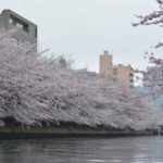 ［６］お江戸深川さくらまつりを和船にのって満喫