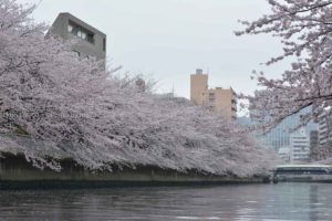 ［６］お江戸深川さくらまつりを和船にのって満喫