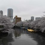 ［６］江戸深川の桜の楽しみ方