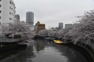 ［６］江戸深川の桜の楽しみ方