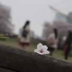 ［６］桜の花と記念撮影！！