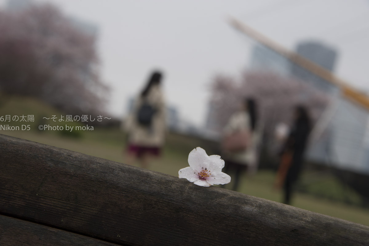 ［６］桜の花と記念撮影！！