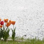 ［６］満開のチューリップと散りゆく桜