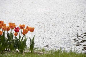 ［６］満開のチューリップと散りゆく桜