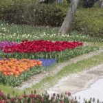 ［６］毎年見続けたい、昭和記念公園のチューリップ畑！