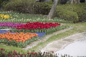 ［６］毎年見続けたい、昭和記念公園のチューリップ畑！