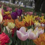 ［６］たくさんの花が咲き乱れる、春の昭和記念公園