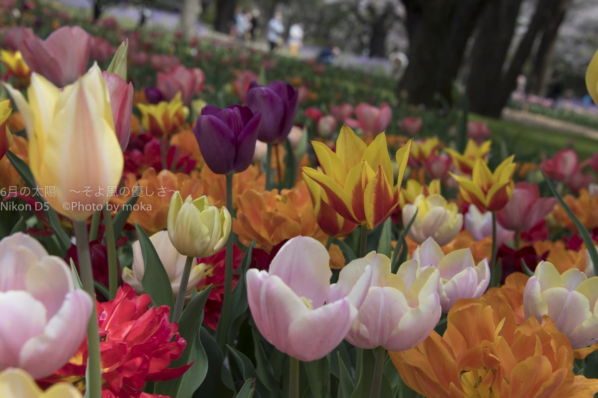 ［６］たくさんの花が咲き乱れる、春の昭和記念公園