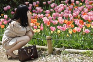 ［６］小春日和と満開のチューリップ