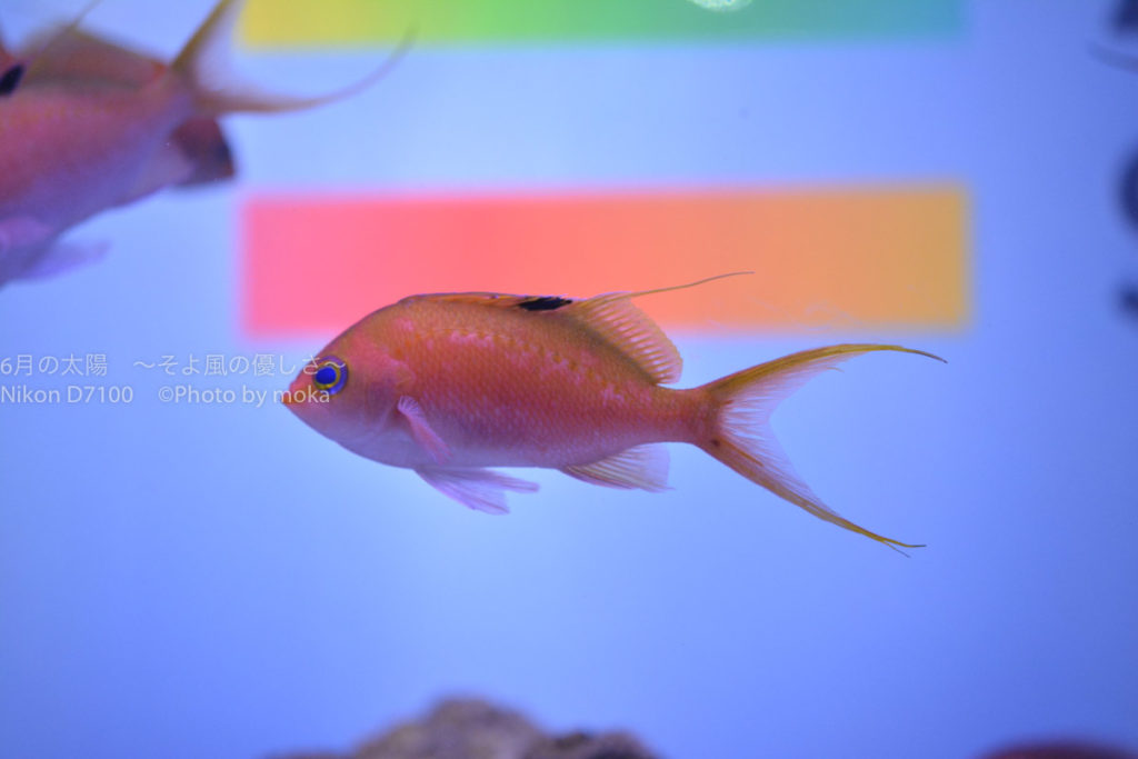 ［６］初めてのエプソン品川アクアスタジアムを撮る！！