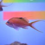 ［６］初めてのエプソン品川アクアスタジアムを撮る！！