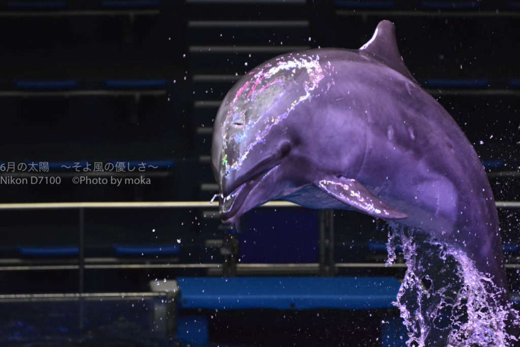 ［6］ニコンカレッジ　今日から撮れる！水族館撮影テクニック