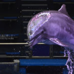 ［6］ニコンカレッジ　今日から撮れる！水族館撮影テクニック