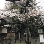 ［６］靖国神社の桜の標本木