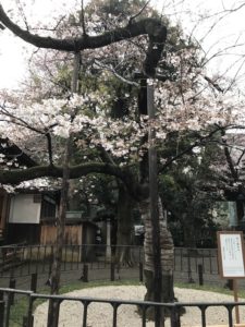 ［６］靖国神社の桜の標本木