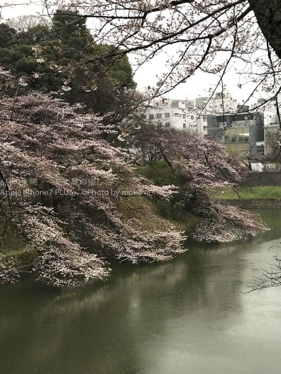 ［６］冷たい雨に濡れた咲き始めの桜