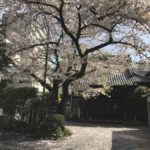 ［６］港区三田の魚籃坂にある美しい桜の風景