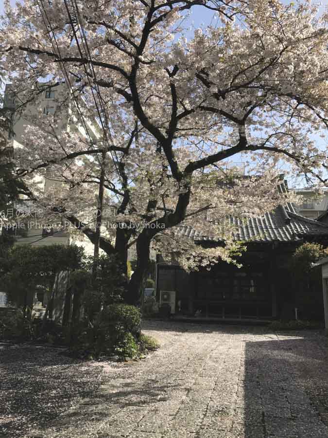 ［６］港区三田の魚籃坂にある美しい桜の風景