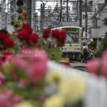 ［６］都電荒川線とバラのコラボレーションを写真に収める