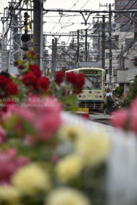 ［６］都電荒川線とバラのコラボレーションを写真に収める