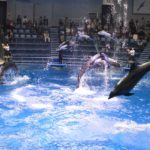 ［６］水族館の華形、イルカのショー！！
