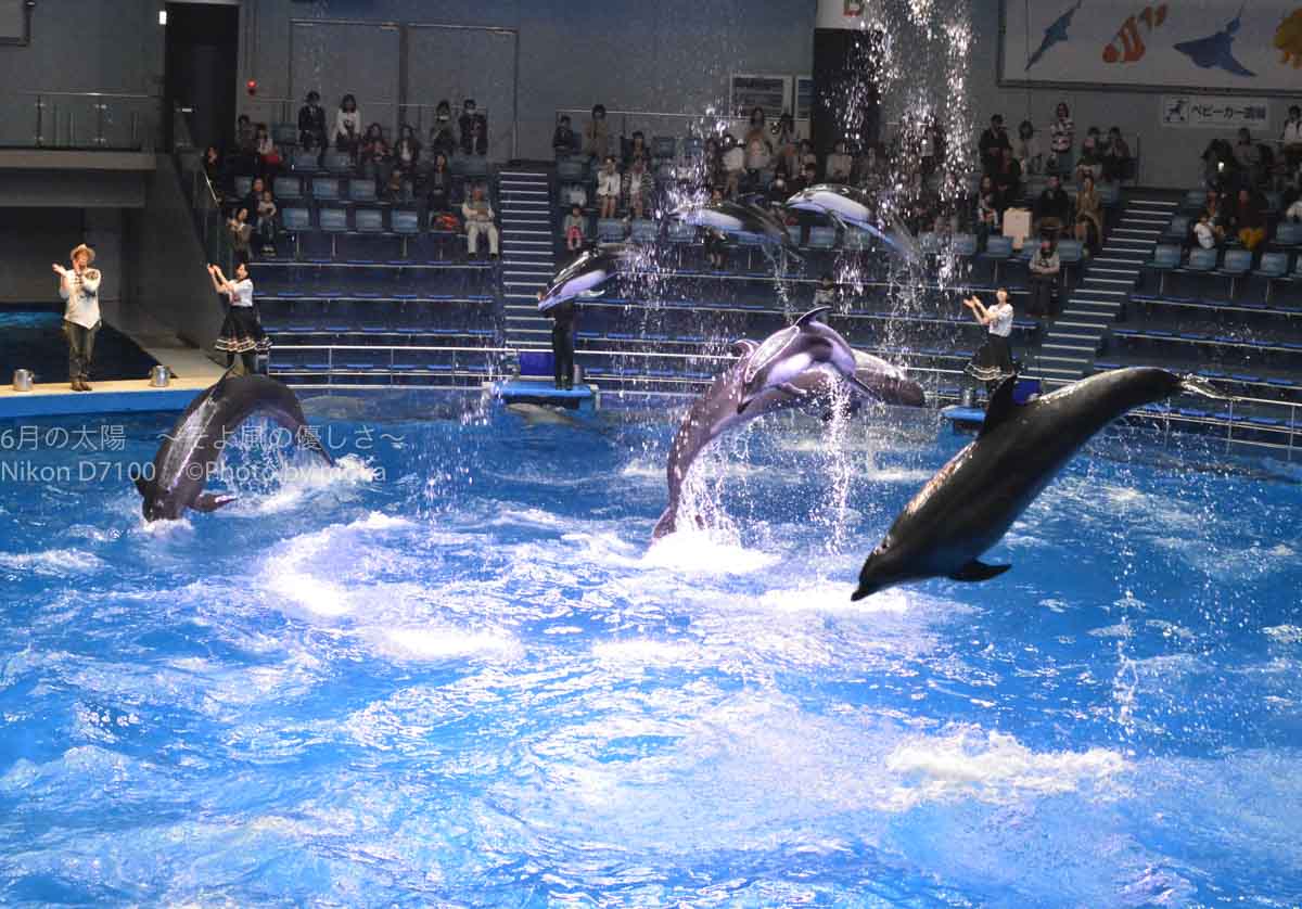 ［６］水族館の華形、イルカのショー！！