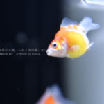 ［６］金魚も写真に撮ると画になります！！