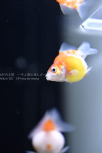 ［６］金魚も写真に撮ると画になります！！