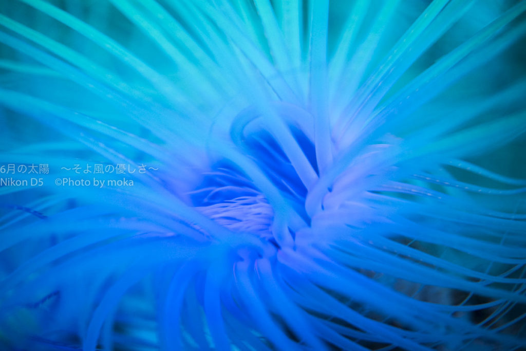 ［６］ニコンカレッジ 水族館撮影テクニック　ー撮影のコツー