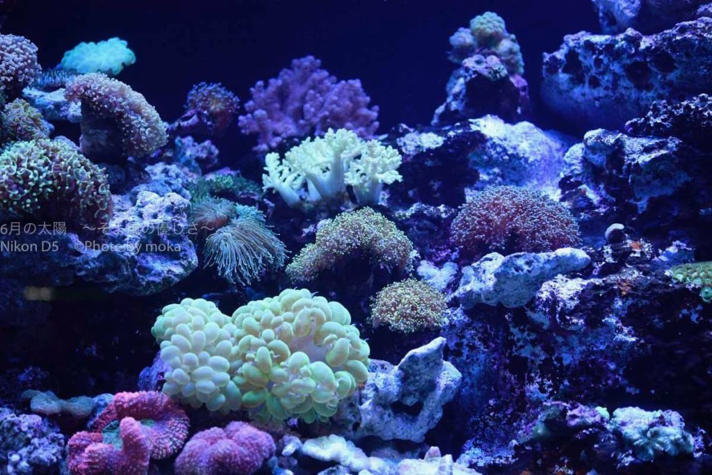 ［６］水族館の青い水槽の世界