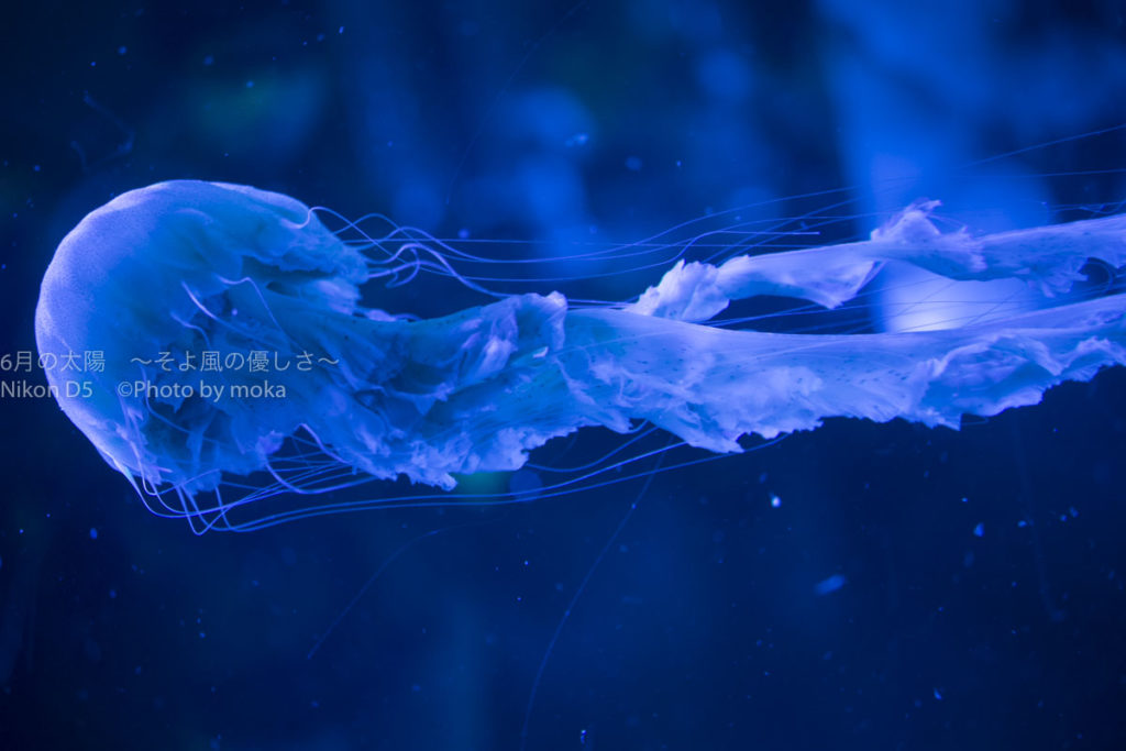 ［６］ニコンカレッジ 水族館撮影テクニック　ーカメラ設定ー