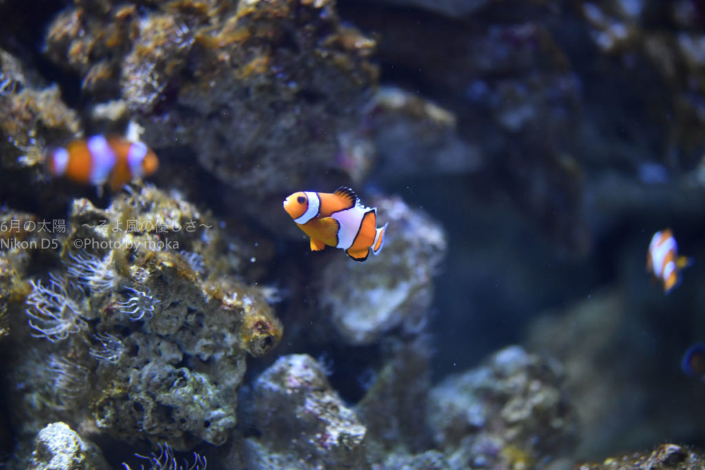 ［６］水族館で不動の人気ナンバー１、カクレクマノミ