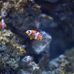 ［６］水族館で不動の人気ナンバー１、カクレクマノミ