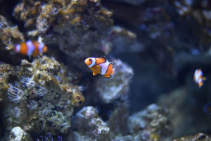 ［６］水族館で不動の人気ナンバー１、カクレクマノミ