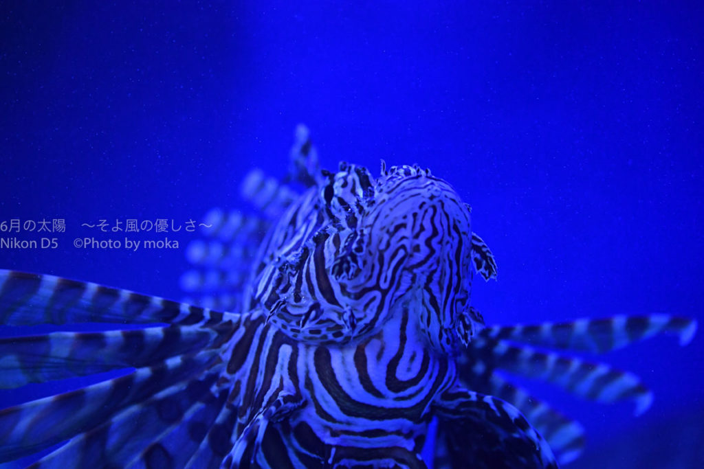 ［６］水族館でいつもと違う写真を狙う！！