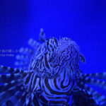 ［６］水族館でいつもと違う写真を狙う！！